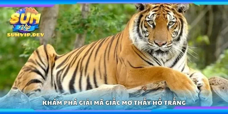 Khám phá giải mã giấc mơ thấy hổ trắng